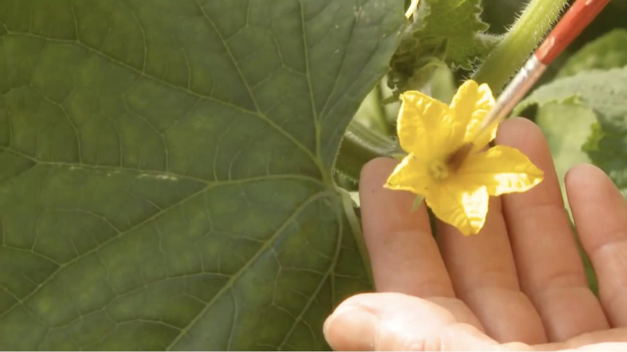 Episode 11 | Pollinating