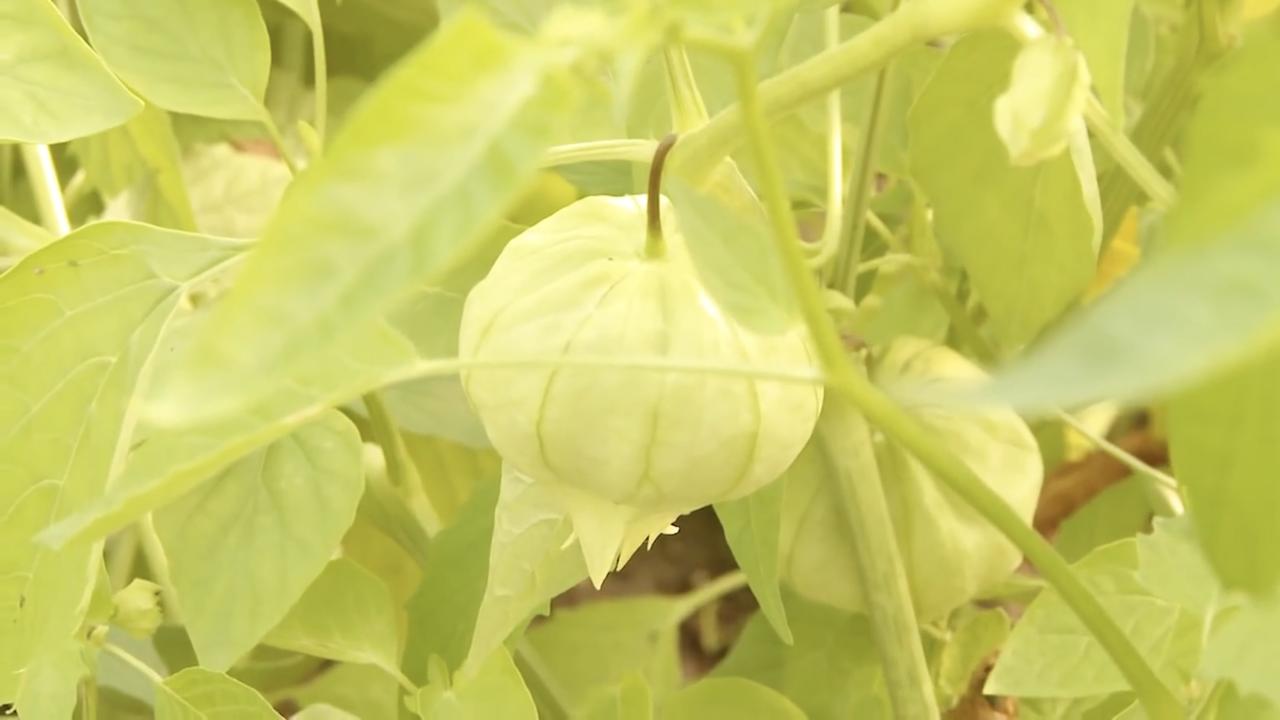 Episode 13 | Tomatillos