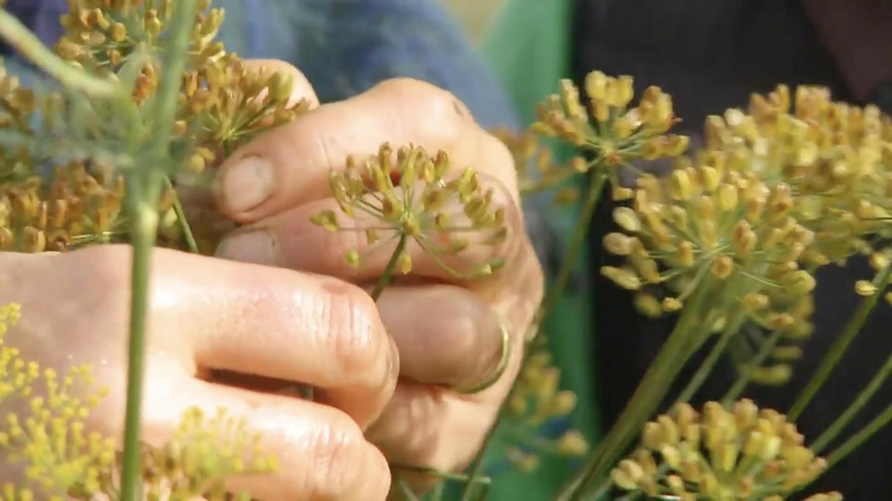 Episode 15 | Saving Seeds