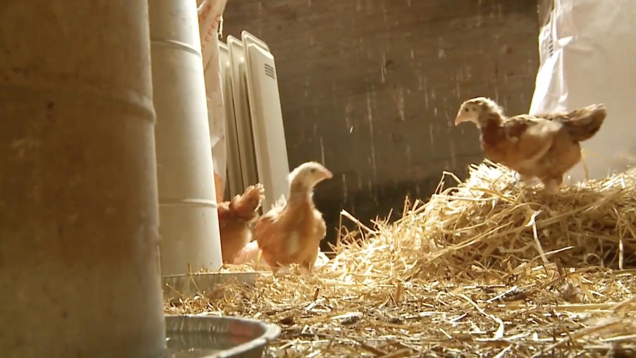 Episode 2 | Chickens