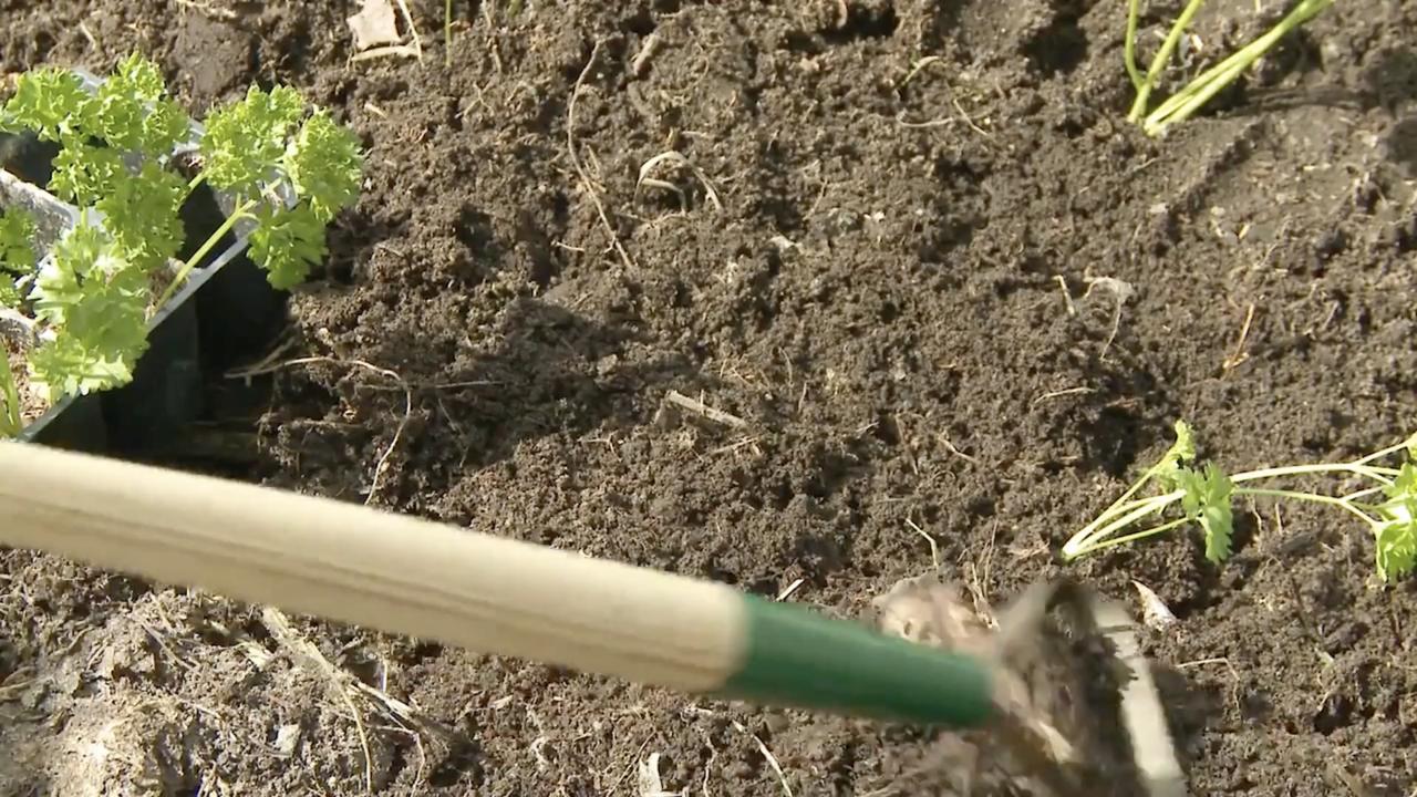 Episode 4 | Transplanting