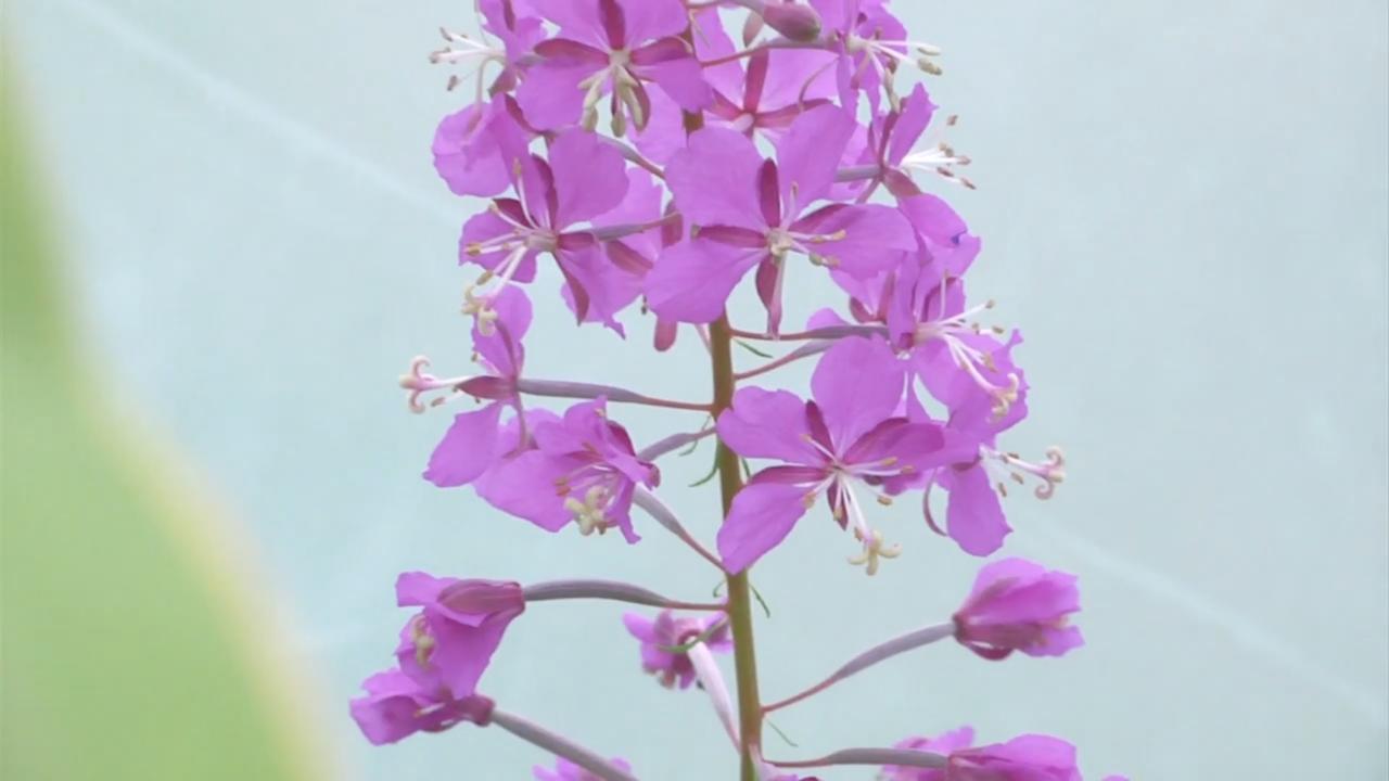 Episode 7 | Companion Planting