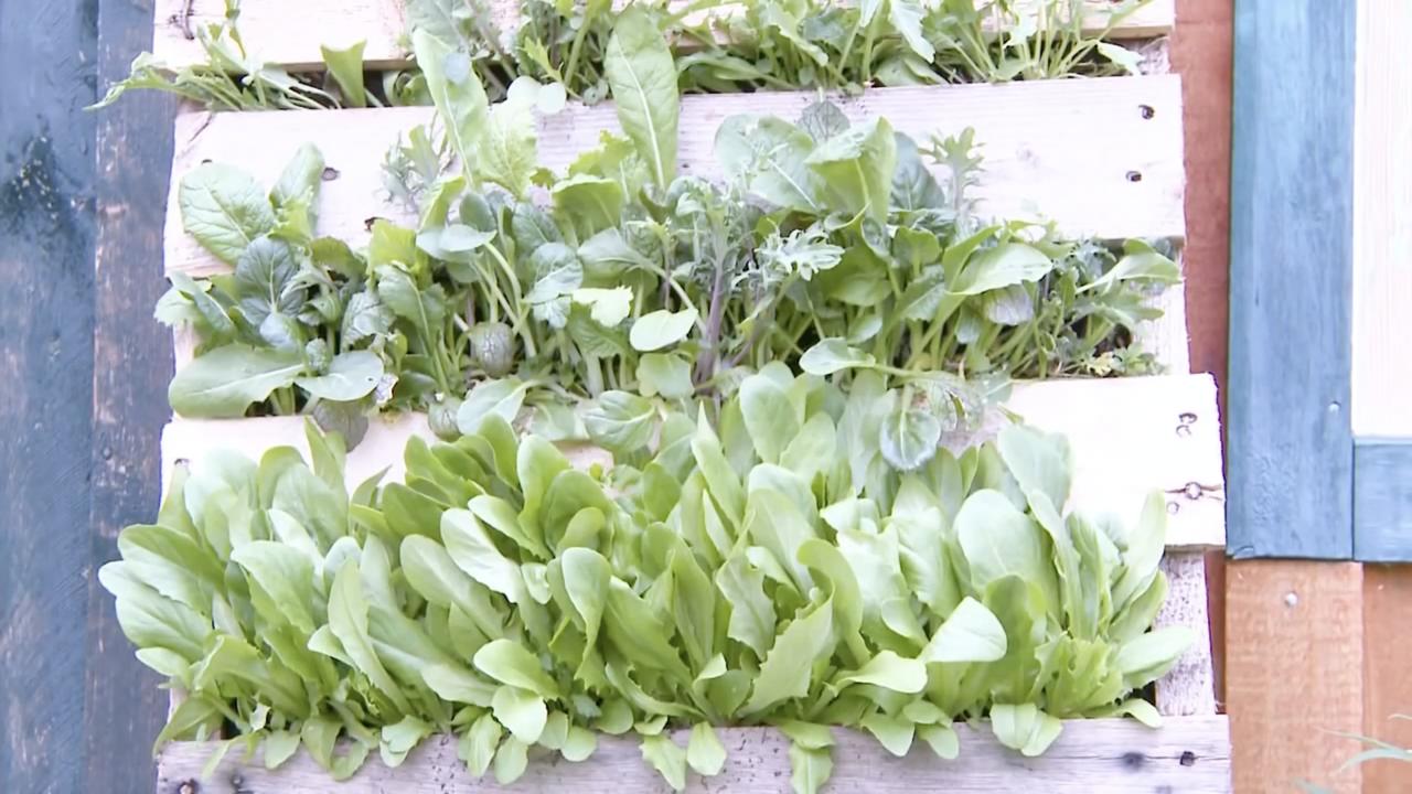 Episode 8 | Pallet Gardens