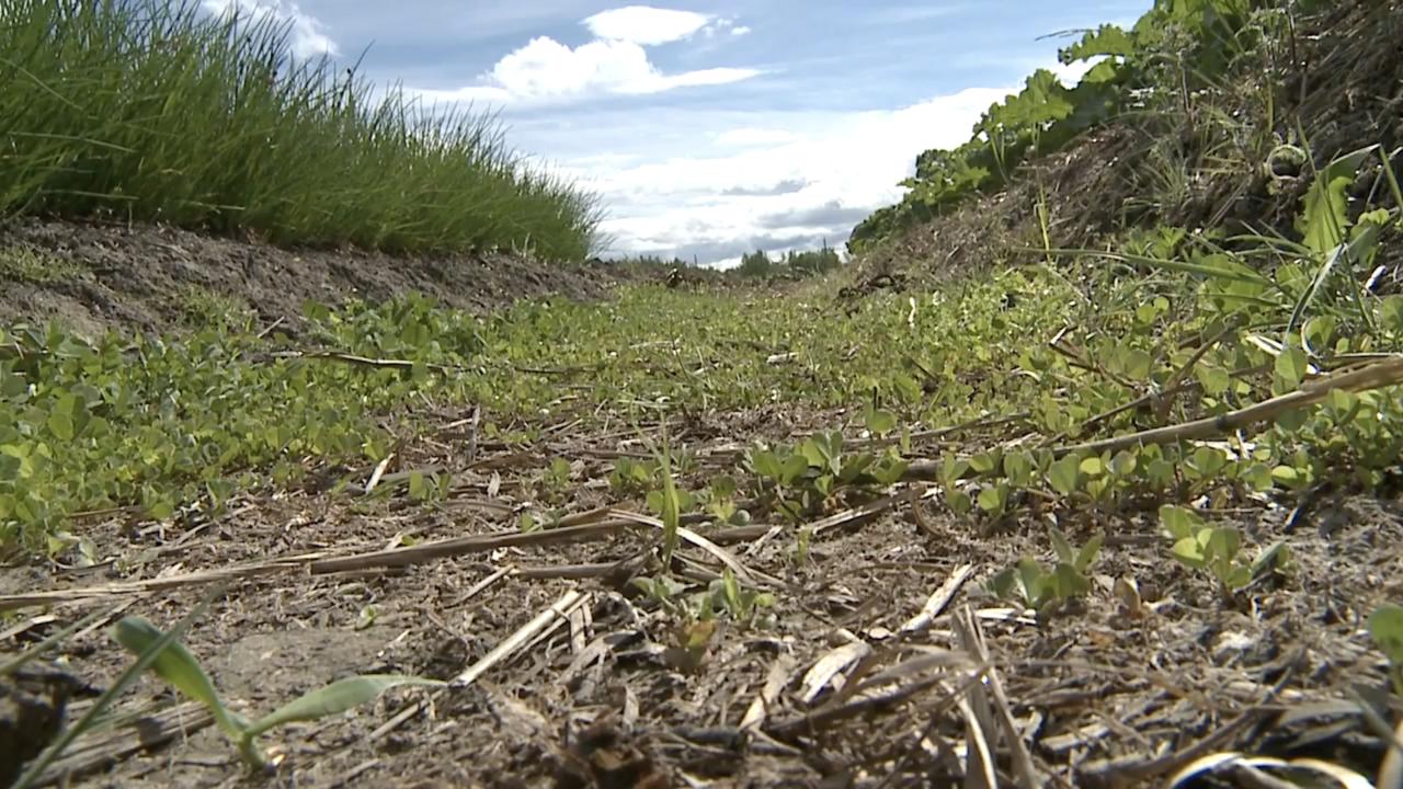 Episode 9 | Living Mulch